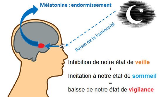 fonctionnement-melatonine-sommeil