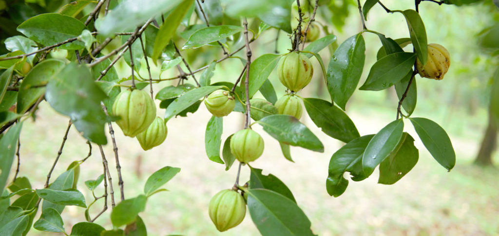 L'arbre à l'origine du Garcinia Cambodgia